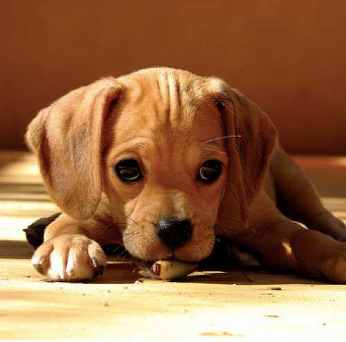 Grain Free Dog Food Simplified