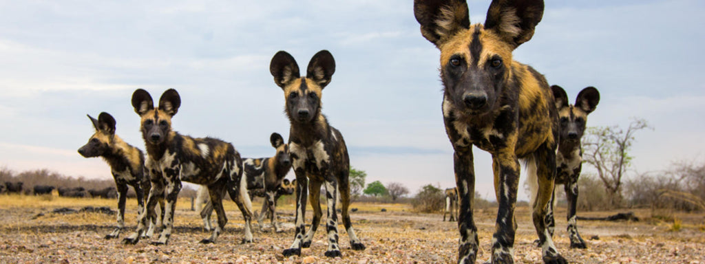 Ketogenic Diet for Dogs - Mother Nature Way!